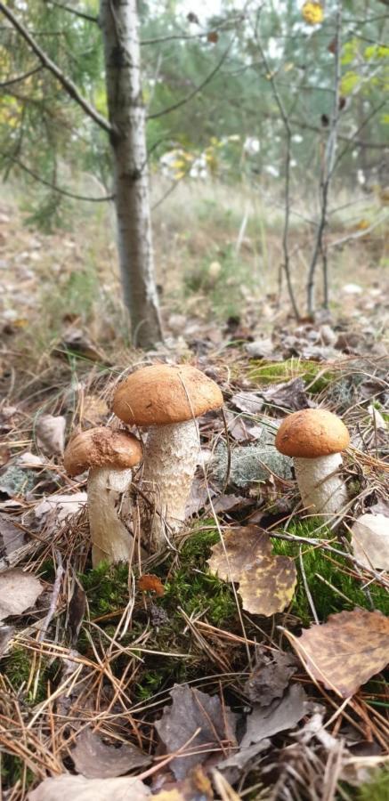 Ferienwohnung Kluge Markische Heide Экстерьер фото